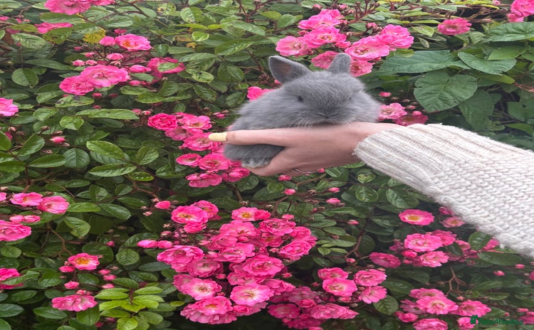Netherland Dwarf rabbits in Haverfordwest - Advert 13