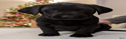 Labrador Retriever dogs for sale: Black KC Registered Labrador Puppies - Advert 4