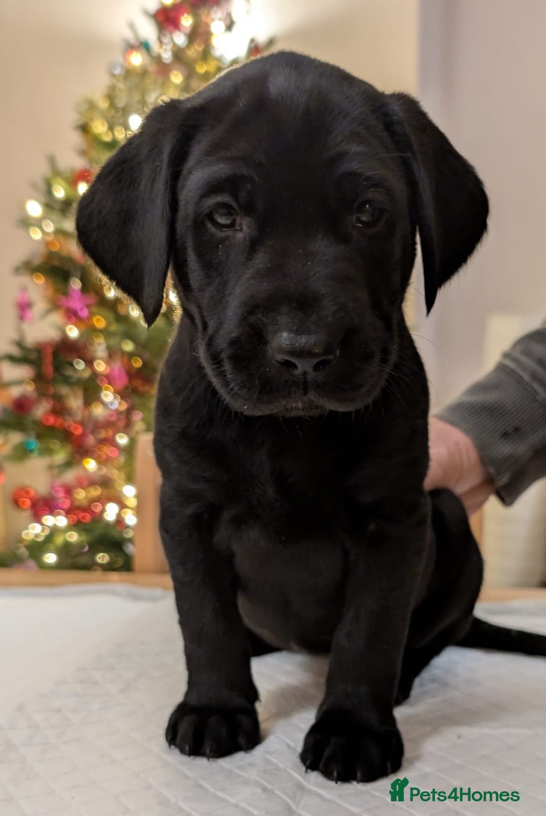 Labrador Retriever dogs for sale: Black KC Registered Labrador Puppies - Advert 4