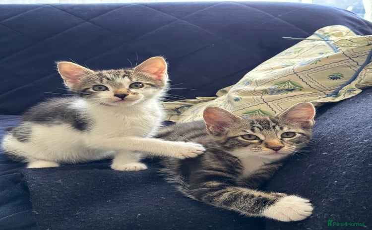 Mixed Breed cats - Advert 11