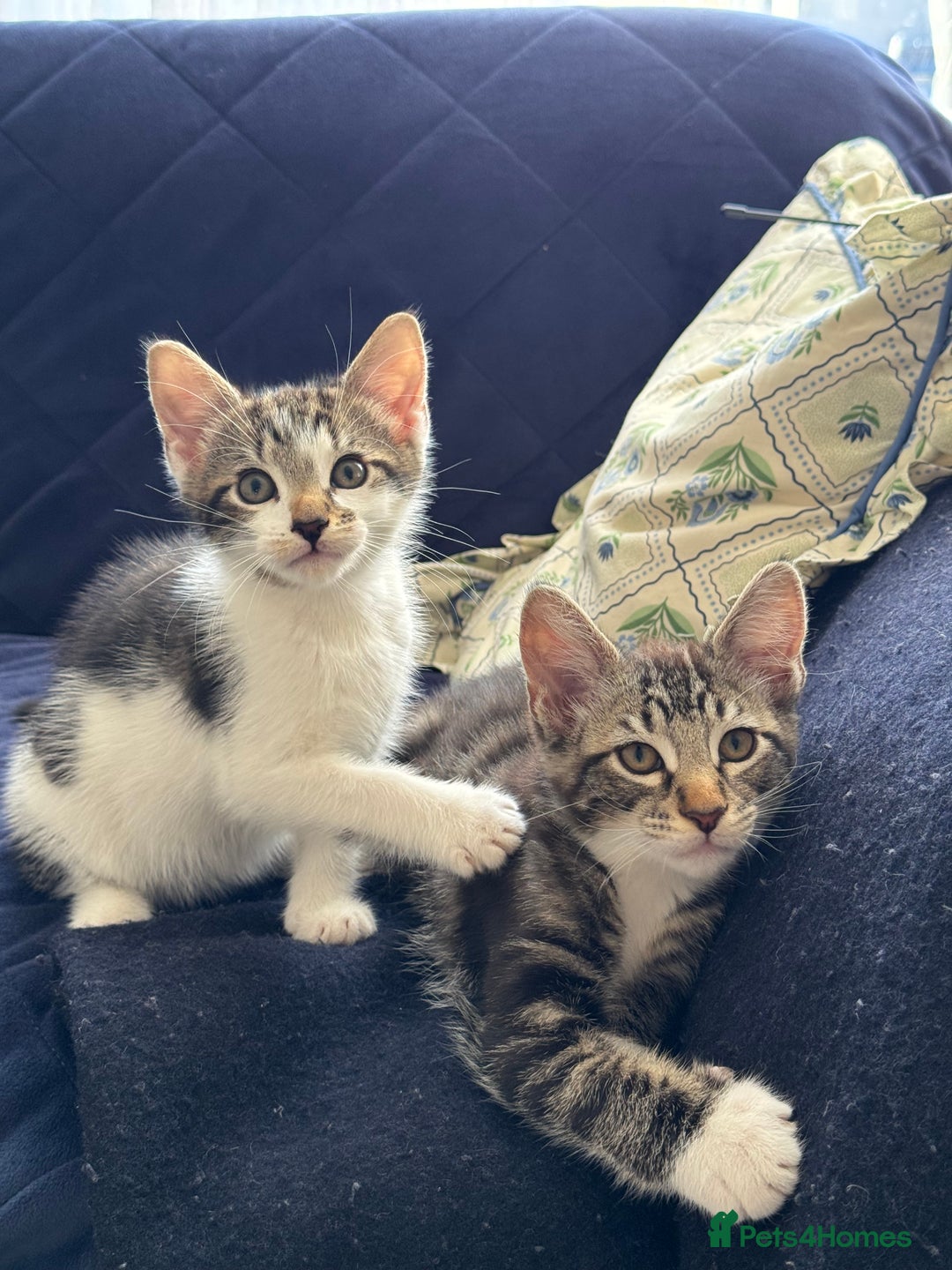 Mixed Breed cats for sale: Tabby kittens - Image 1