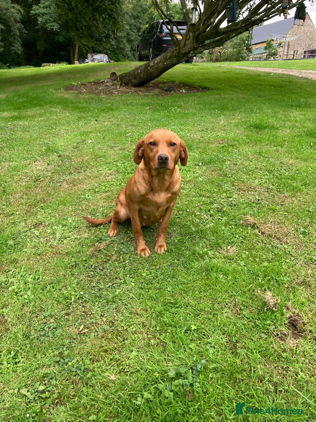 Labrador Retriever dogs for sale: Working Labrador puppies in Moreton-in-Marsh - Advert 7