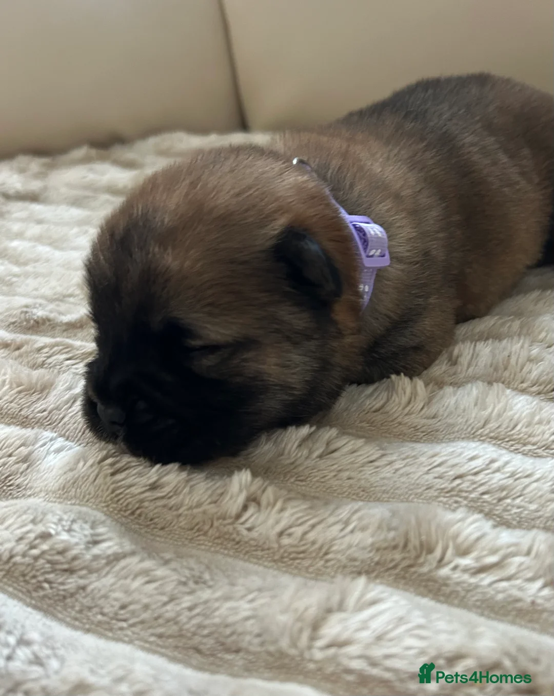 Chow Chow dogs for sale: 7 Stunning Chow Chow Puppies - Advert 14