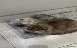 Scottish Fold cats for sale: Scottish Fold & British Longhair Cats for Rehome - Image 5