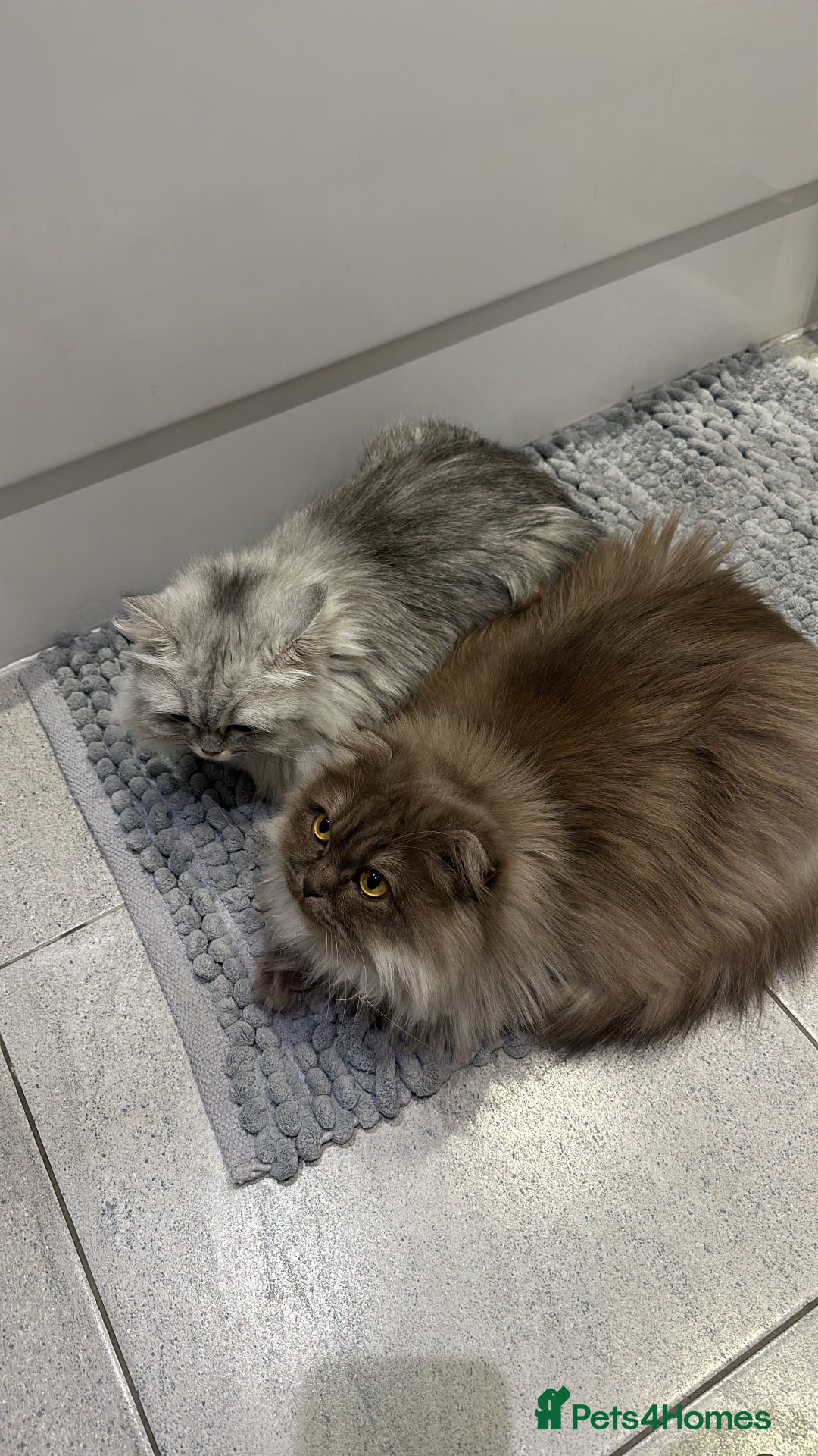 Scottish Fold cats for sale: Scottish Fold & British Longhair Cats for Rehome - Image 5