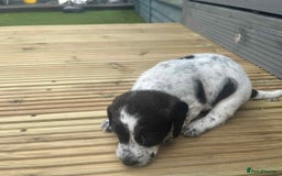Mixed Breed dogs for sale: Stunning jackapoo x cocapoo puppies - Image 12