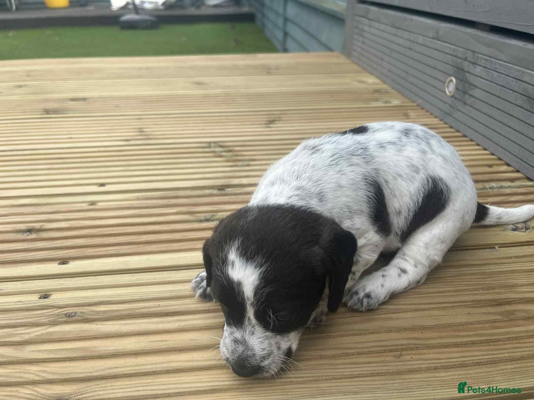 Mixed Breed dogs for sale: Stunning jackapoo x cocapoo puppies - Image 12