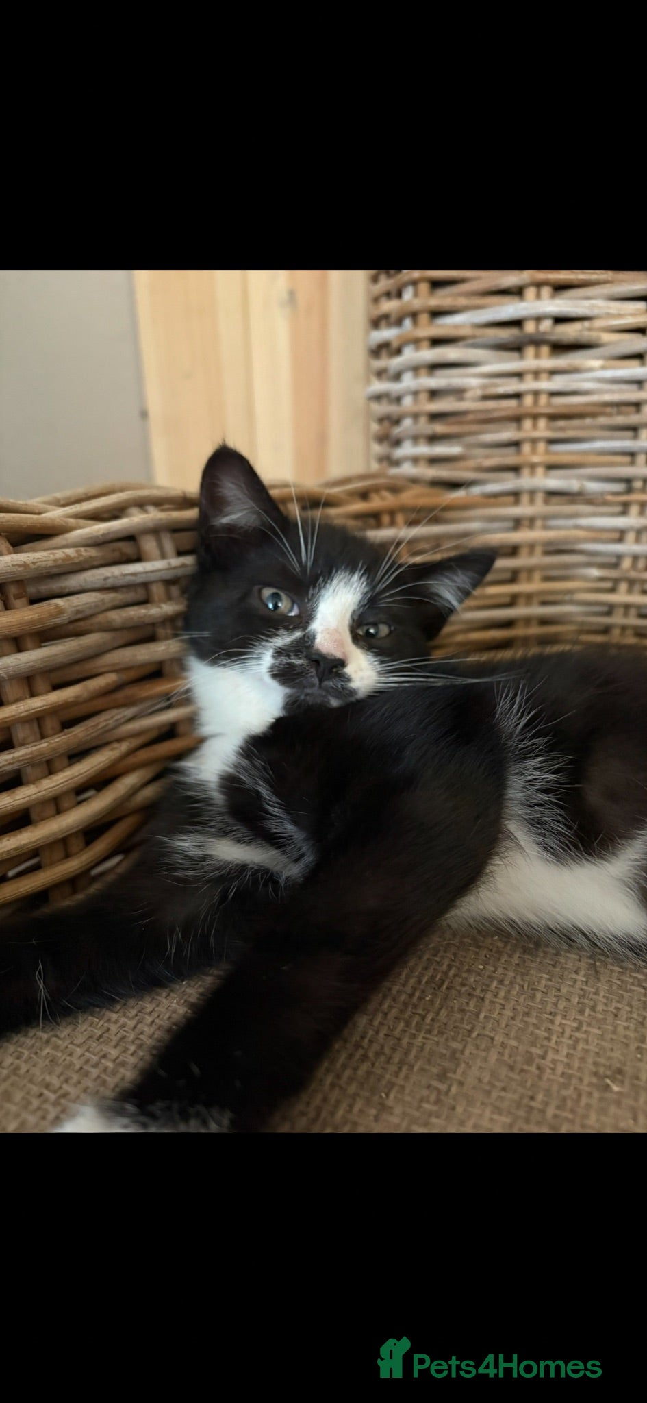 Domestic Shorthair cats Farm kittens  - Advert 8