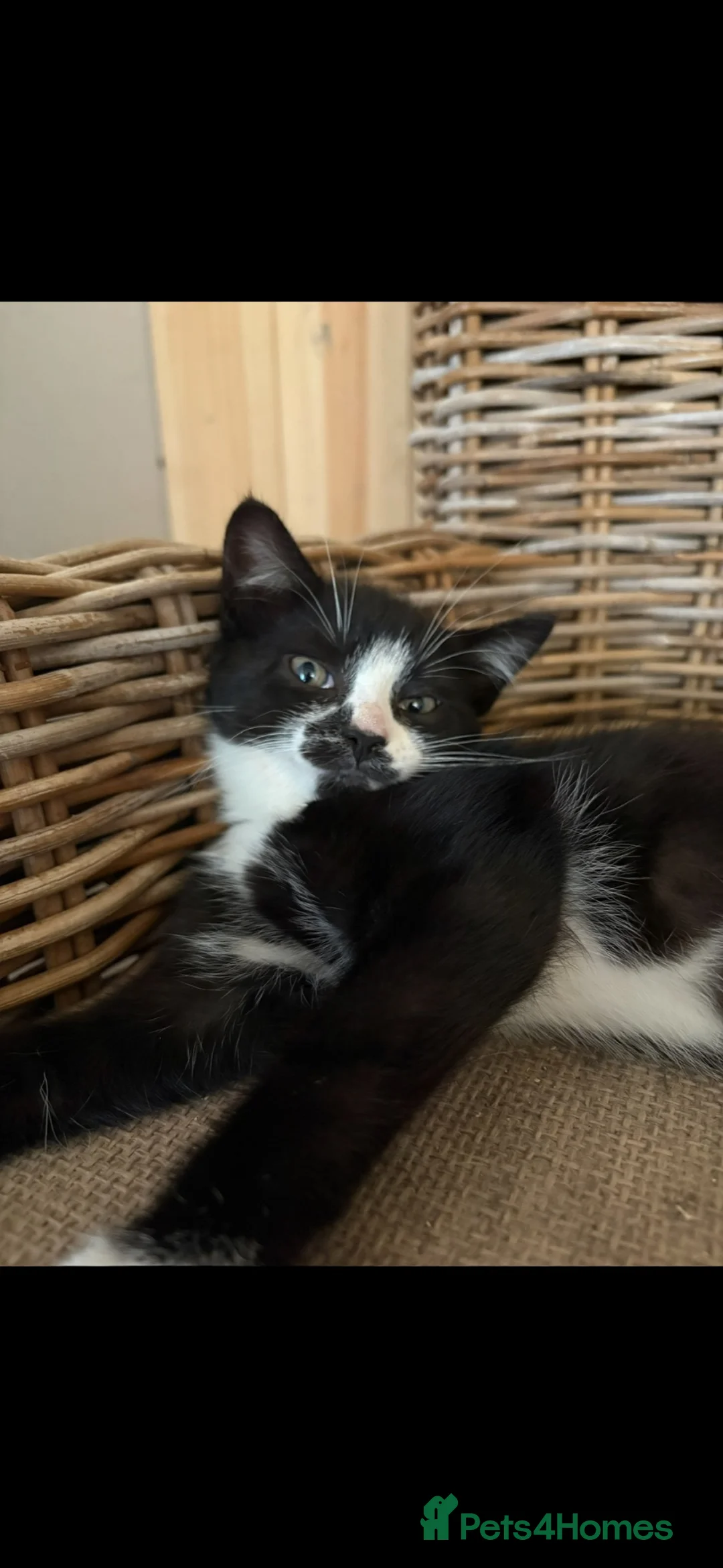 Domestic Shorthair cats for sale: Farm kittens  in Hawes - Advert 1