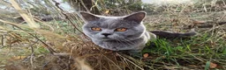 British Shorthair cats for stud: GCCF registered Blue British ShortHair stud  - Advert 4