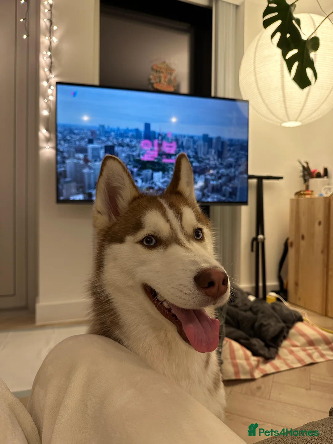 Siberian Husky dogs for sale: Perfect Well-Trained Husky Boy🐕Best Family Friend - Advert 3