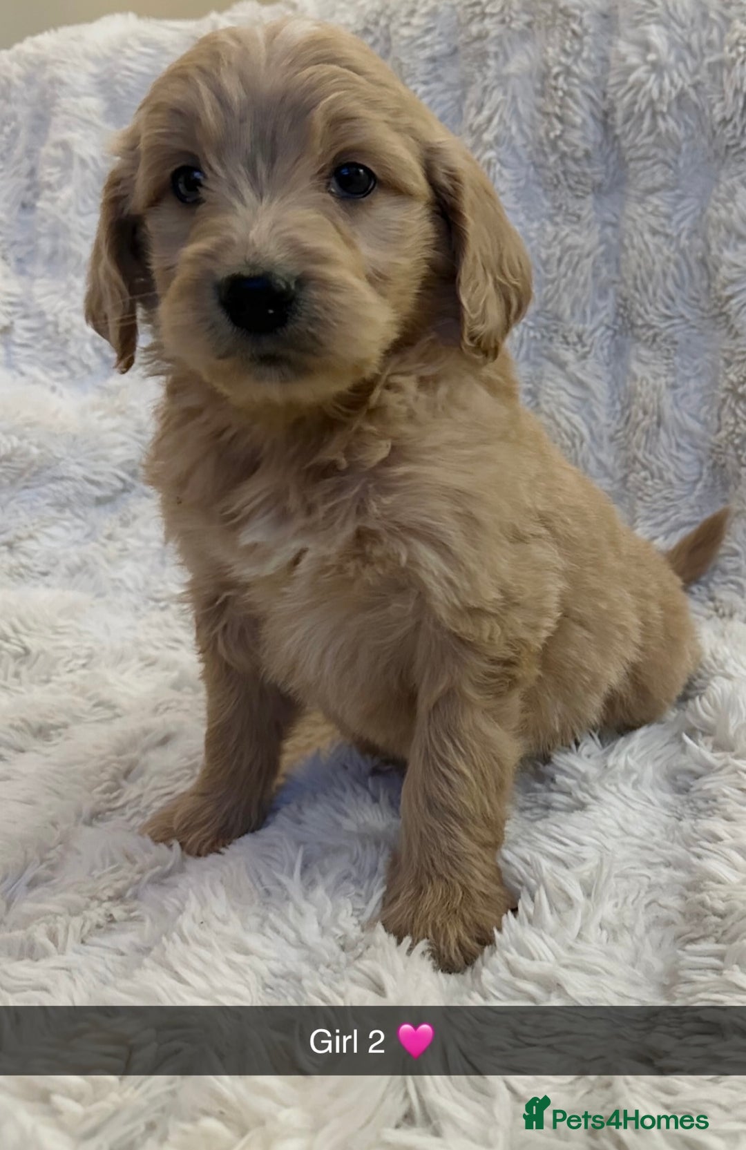 Goldendoodle dogs for sale: Beautiful golden doodles  - Advert 37