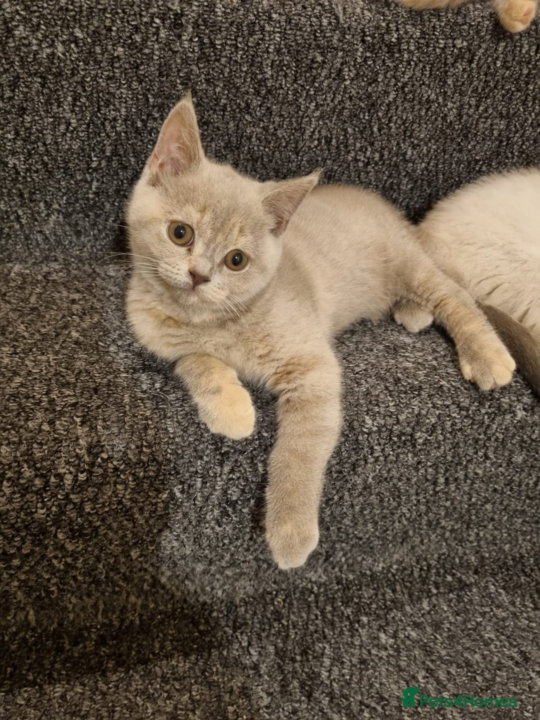 British Shorthair cats for sale: 💜GCCF Kittens Ready for Their Forever Homes!💜 - Image 17