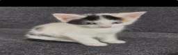 Mixed Breed cats for sale: Playful and Sweet Kittens Looking for a New Home! - Advert 7