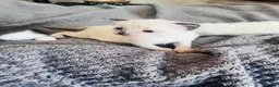 Mixed Breed cats for sale: Beautiful Siamese, Black, and Black/White Kittens  - Advert 22