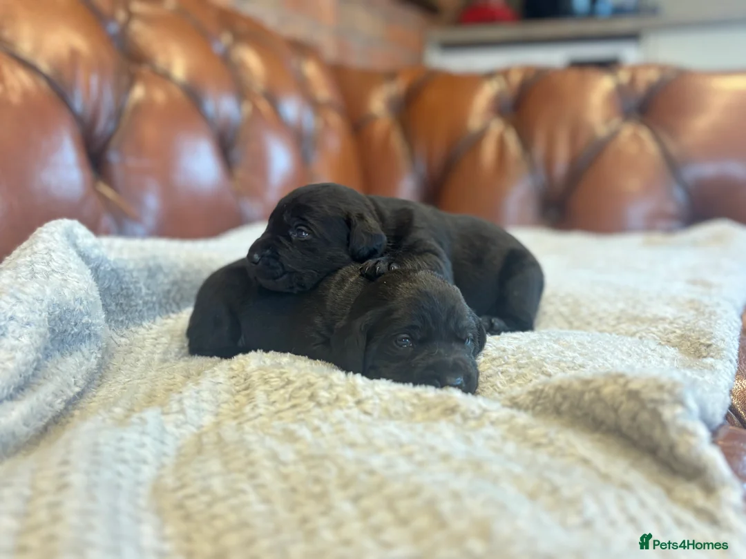 Labrador Retriever dogs for sale: Black Labrador Puppies  - Advert 6