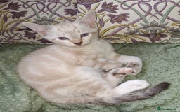 Mixed Breed cats for sale: Gorgeous and rare colour kittens ready now - Image 3