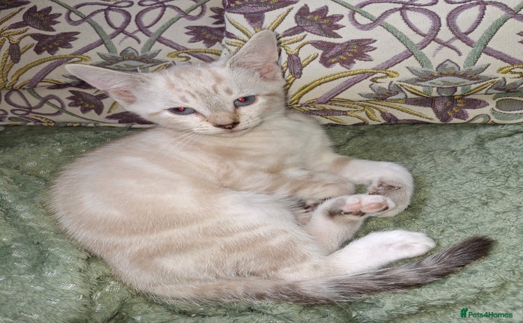 Mixed Breed cats - Advert 10