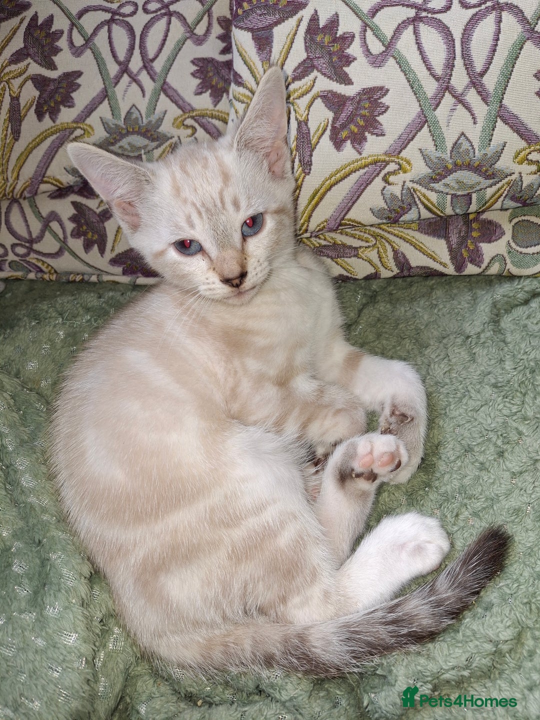 Mixed Breed cats for sale: Gorgeous and rare colour kittens ready now - Image 3