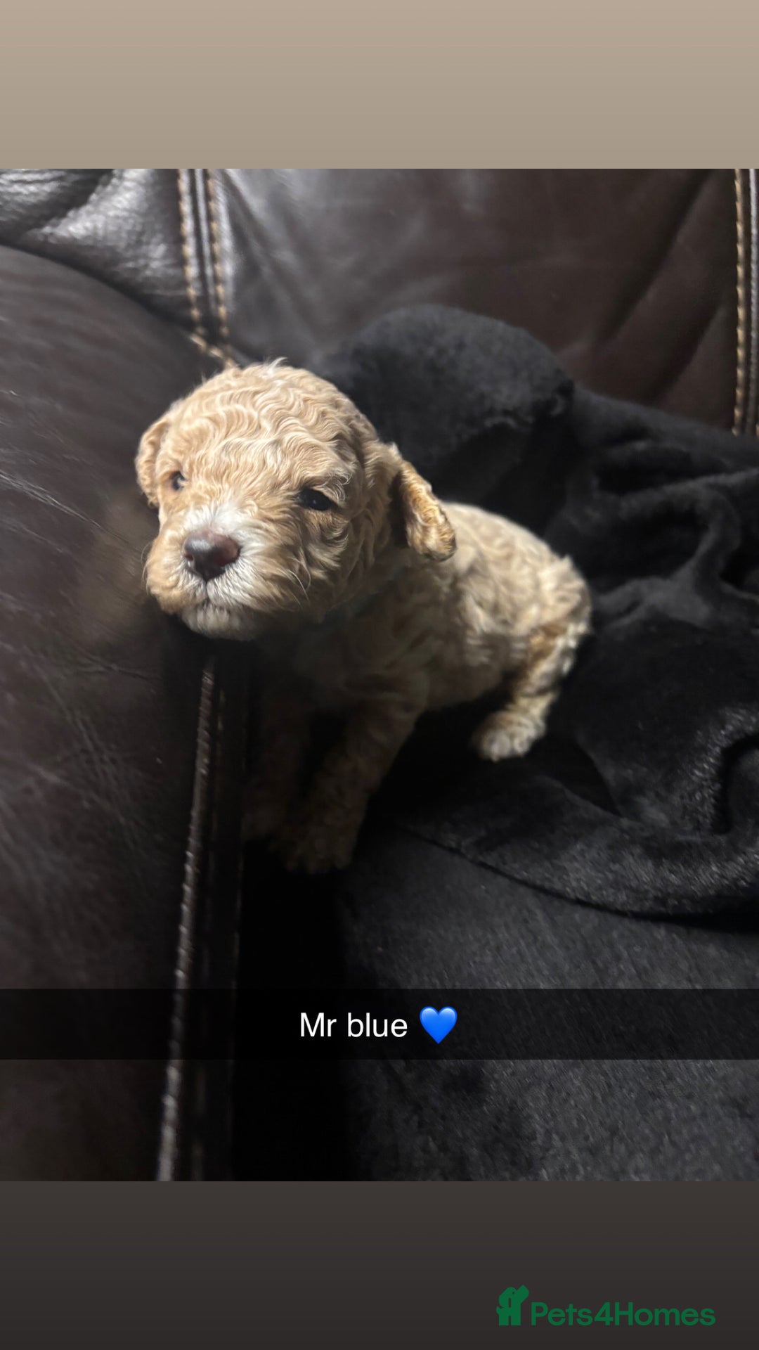 Cockapoo dogs for sale: 6 f2 cockapoo puppies for sale 🐶 - Advert 8