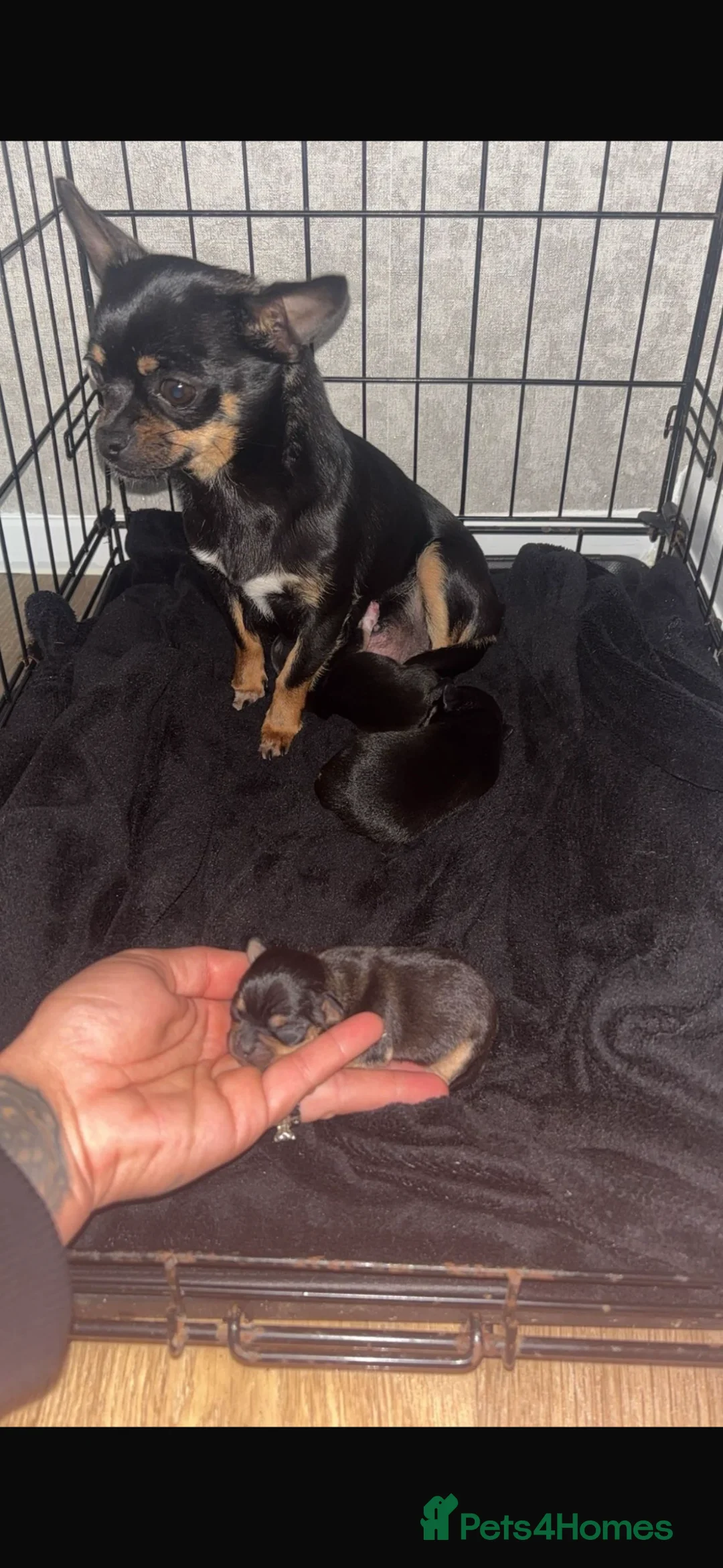 Chihuahua dogs for sale: Chihuahua puppy’s  - Advert 1