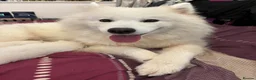 Samoyed dogs for sale: KC 5th gen. stunning Samoyeds in Beverley - Advert 4