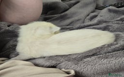 Ragdoll cats for sale: 💙 BLUEPOINT RAGDOLL BOY FOR SALE 💙 - Image 36