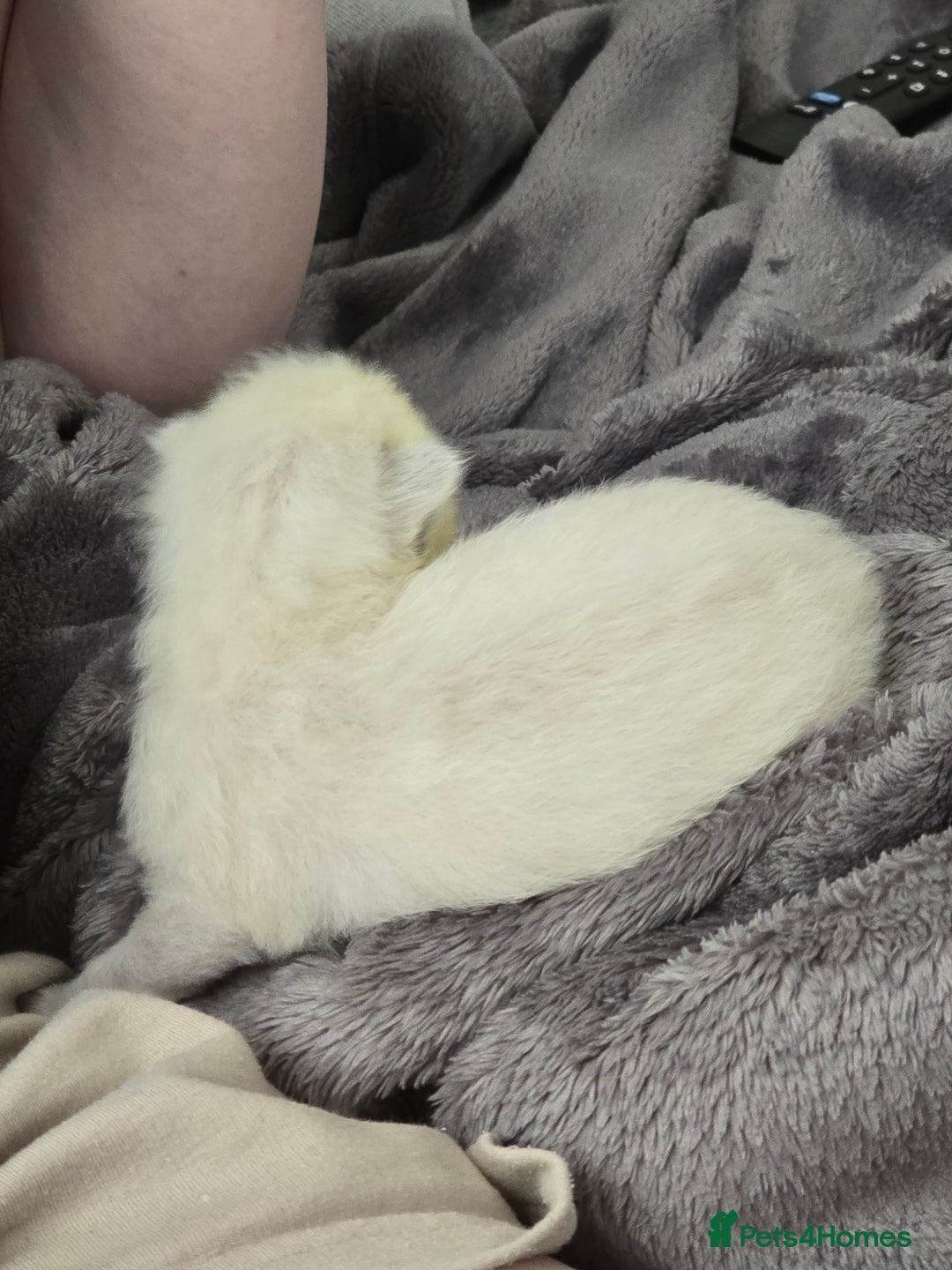 Ragdoll cats for sale: 💙 BLUEPOINT RAGDOLL BOY FOR SALE 💙 - Image 36