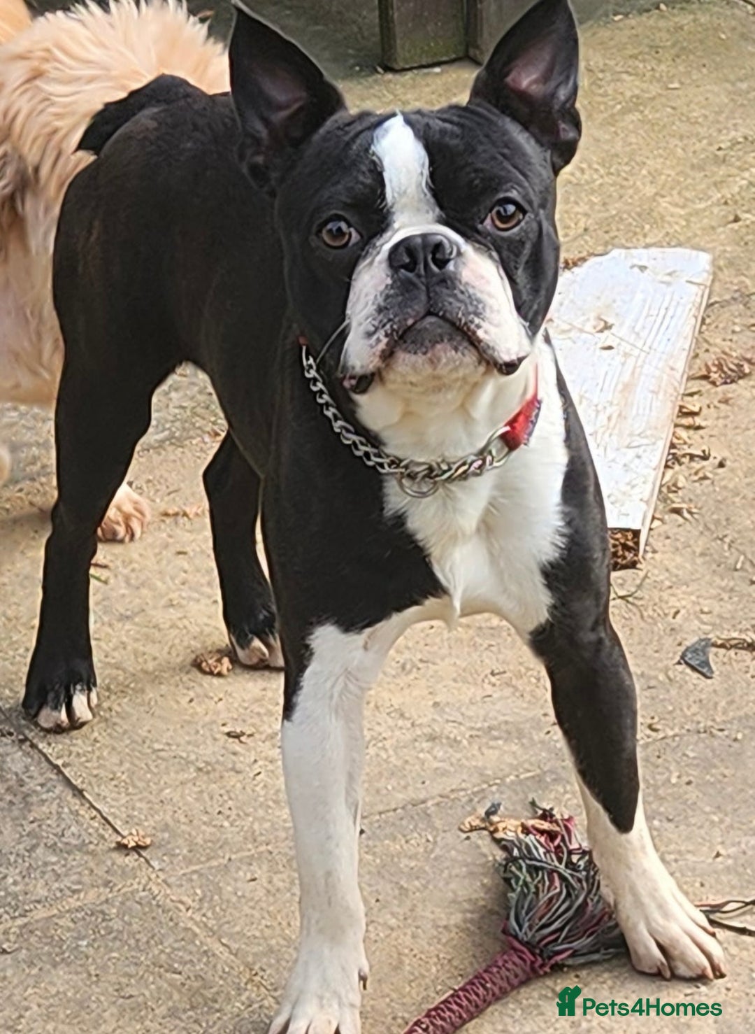 Boston Terrier dogs for sale: 🌟High Quality chunky KC Boston Terrier Puppies🌟 - Image 13
