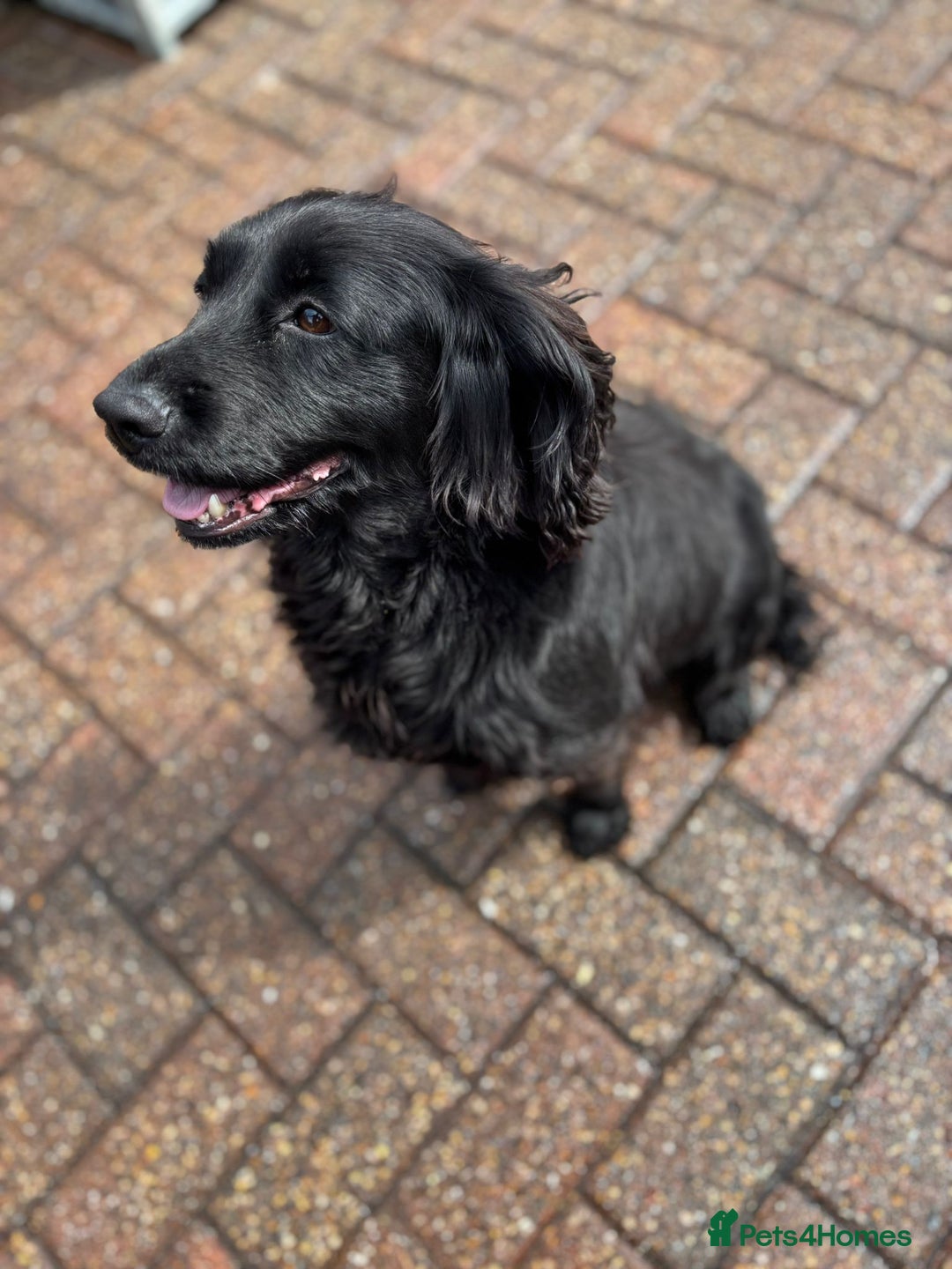 Cocker Spaniel dogs for sale: Brockwell Gundogs Adult Female Cockers - Image 4