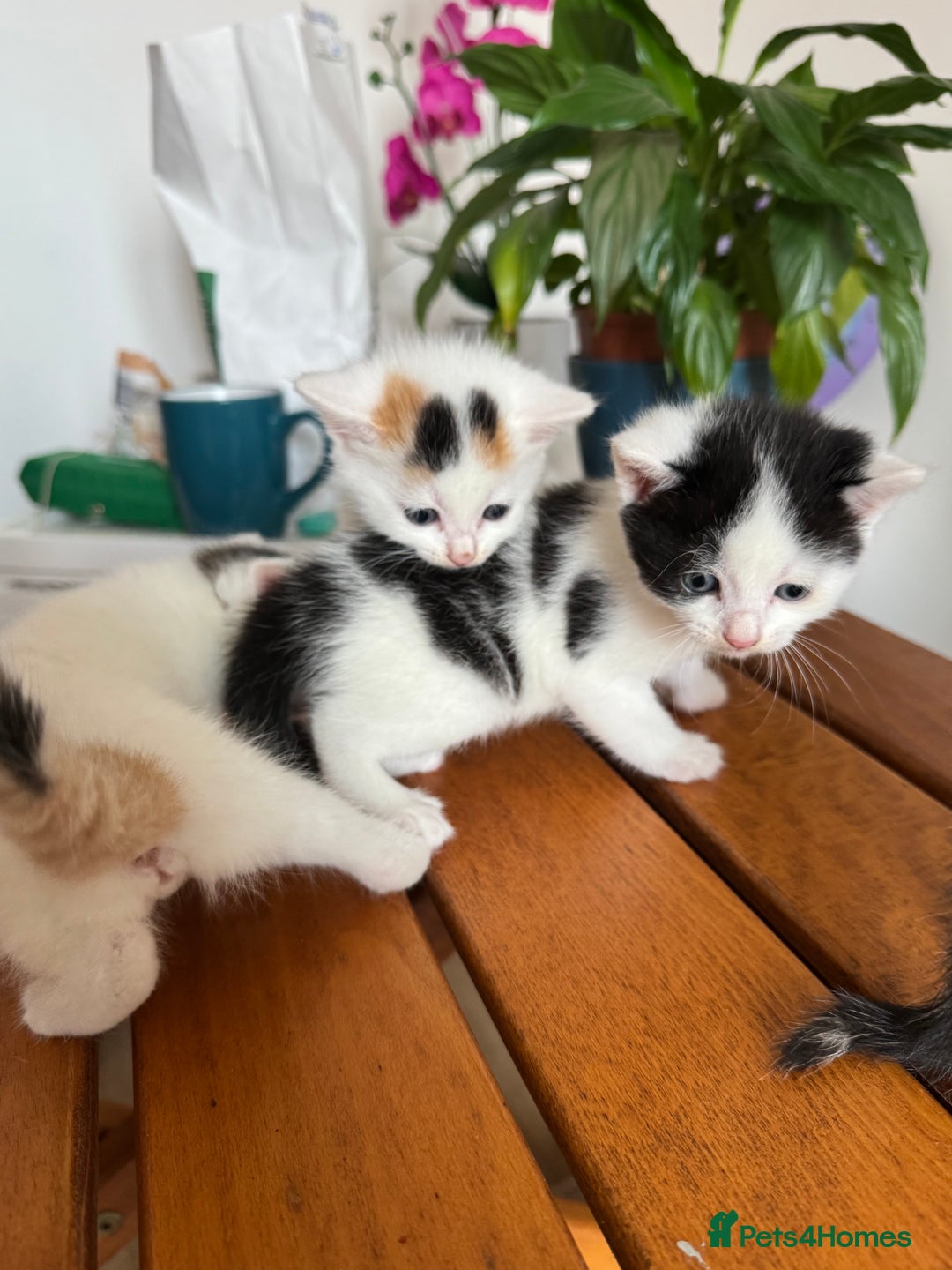 British Shorthair cats for sale: 6 Playful British Shorthair Cats - Image 4