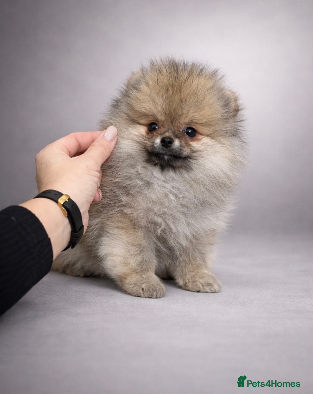Pomeranian dogs Top Quality 🏆Championship 🧸Teddy Bear - Advert 2
