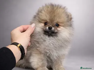 Pomeranian dogs Top Quality 🏆Championship 🧸Teddy Bear - Advert 2