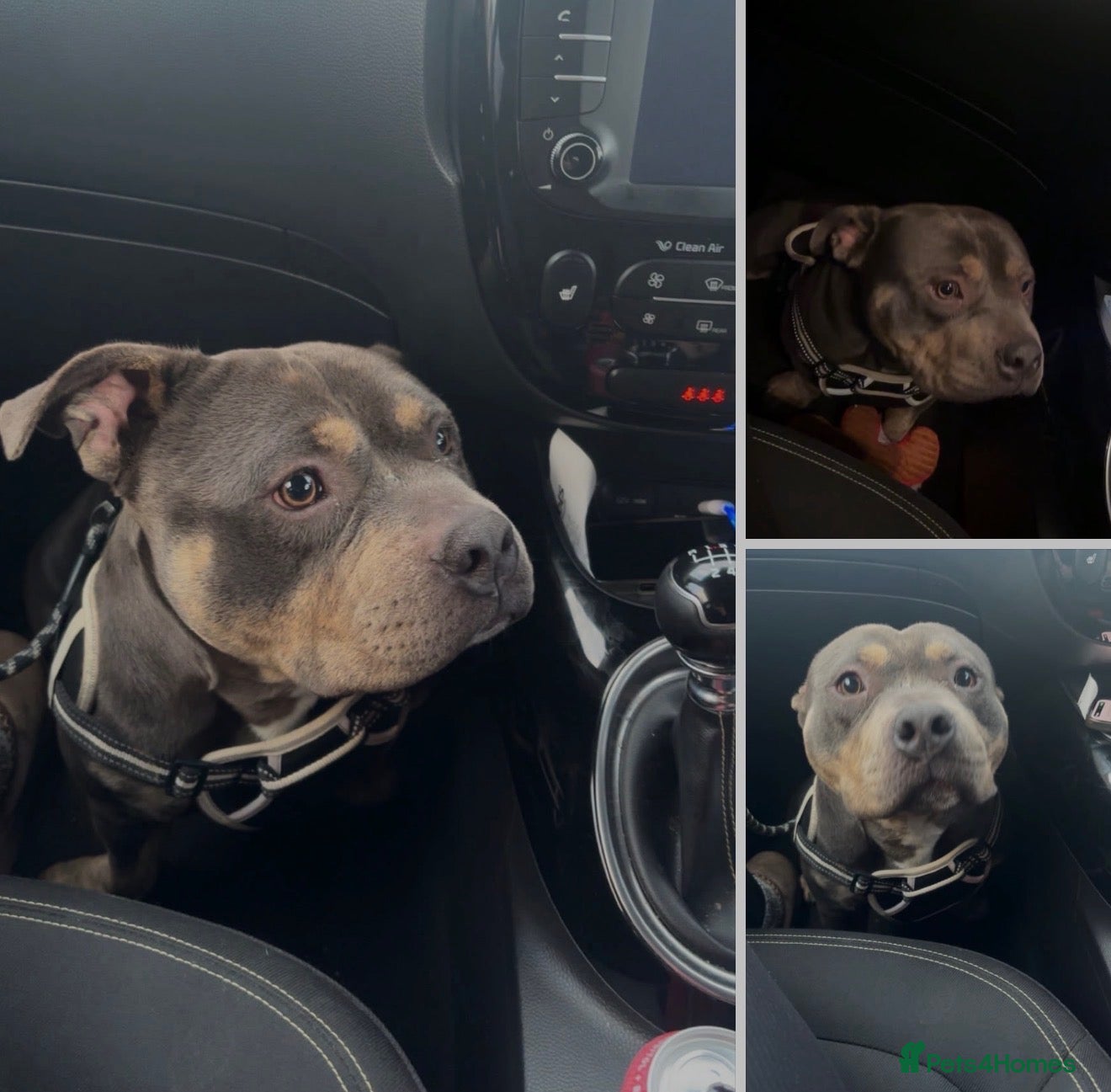 Mixed Breed dogs Pocket Bully male  - Advert 1