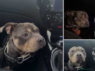 Mixed Breed dogs Pocket Bully male - Advert 1