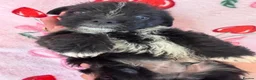 Mixed Breed dogs for sale: SHIH TZU × JACK RUSSELL PUPS— READY NEXT WEEK!  - Advert 3