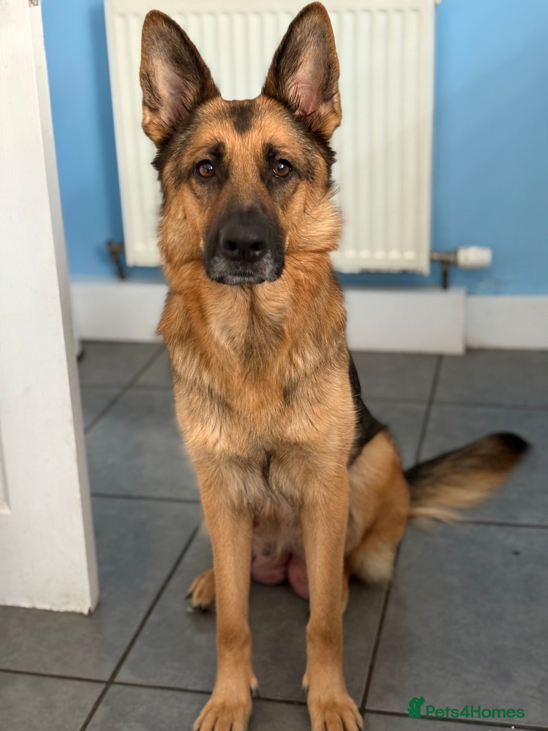 German Shepherd dogs for sale: German Shepherd Pups - Image 7