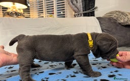 Neapolitan Mastiff dogs for sale:  Neapolitan mastiff puppies Newcastle  - Image 30