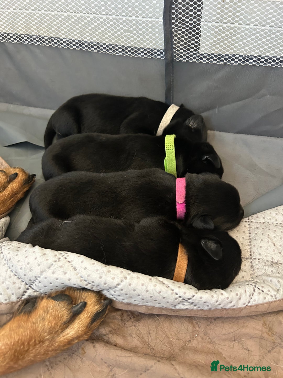 Mixed Breed dogs for sale: 11 adorable Rottador Labweiler puppies for sale   - Image 5