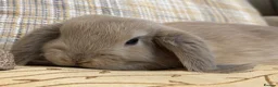 Mini Lop rabbits for sale: Mini lop rabbits raised indoors in home - Advert 11