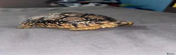 Tortoise reptiles for sale: Leopard Tortoise in Birmingham - Advert 2