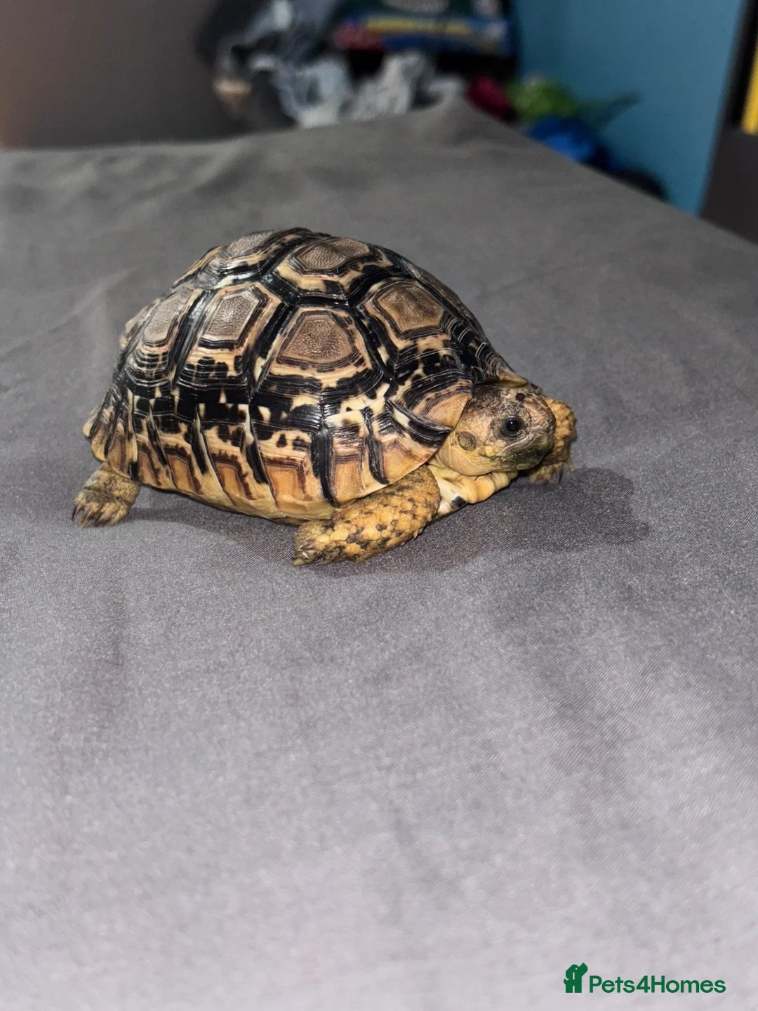 Tortoise reptiles for sale: Leopard Tortoise in Birmingham - Advert 2