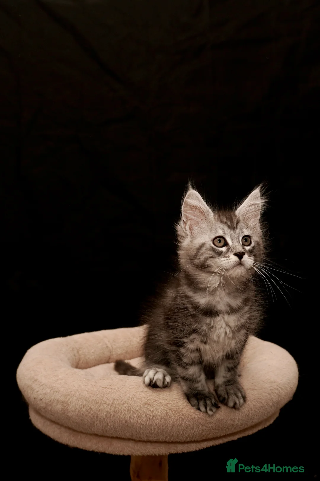 Maine Coon cats for sale: Black Silver classic tabby Mainecoon kittens - Advert 23