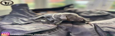 Weimaraner 5