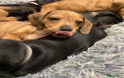 Mixed Breed dogs for sale: Patterjack cross Dachshund  - Image 16