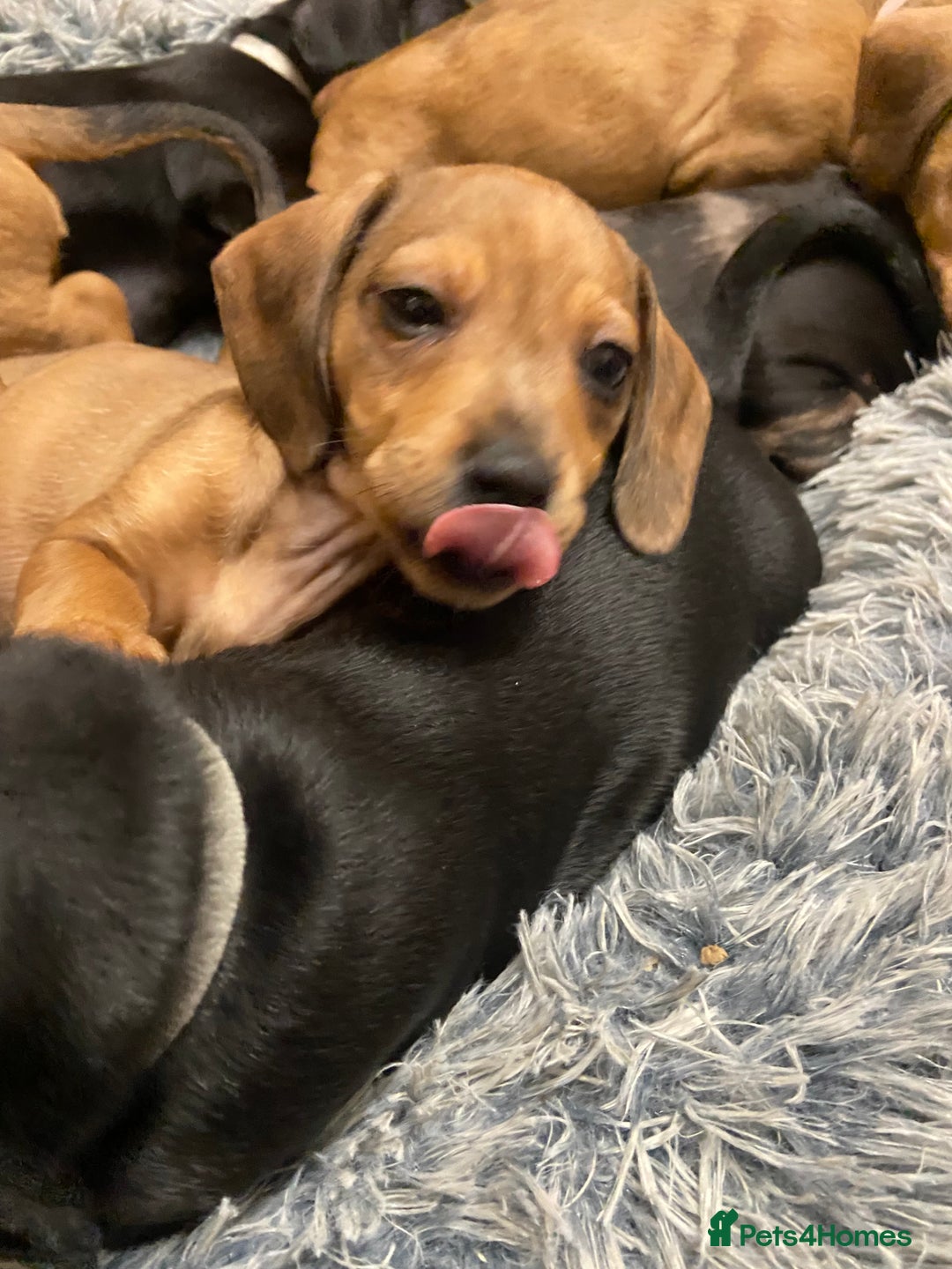 Mixed Breed dogs for sale: Patterjack cross Dachshund  - Image 16