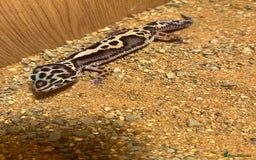 Leopard Gecko reptiles for sale: Baby Leopard Gecko Mack Snow Male - Image 5