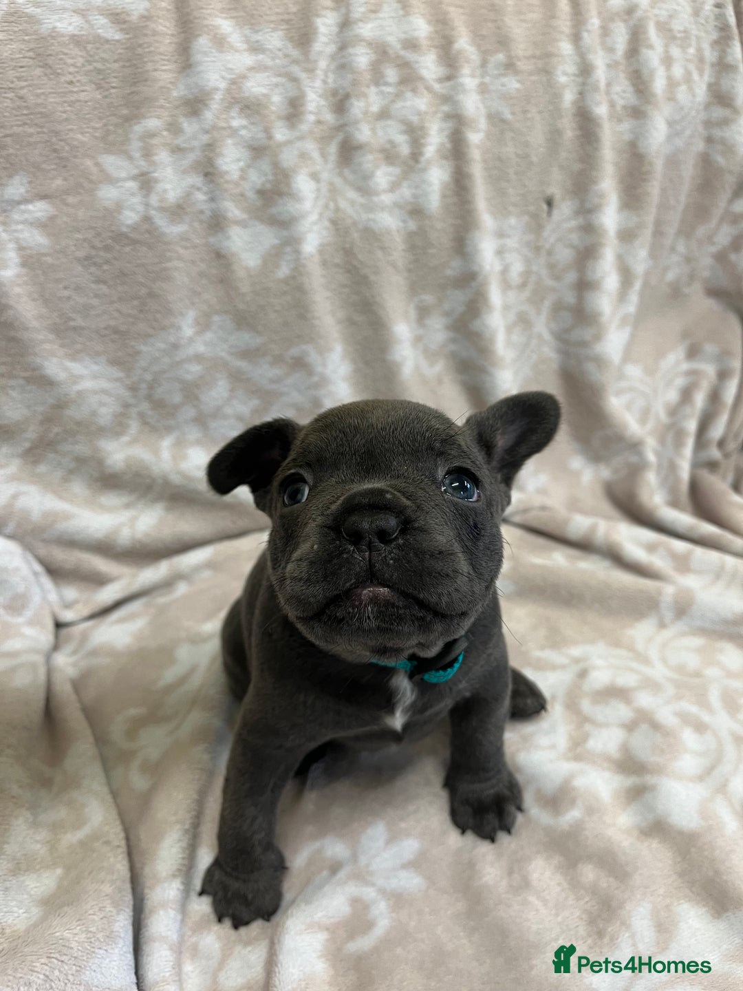 French Bulldog dogs for sale: Lovely Frenchies  - Advert 9