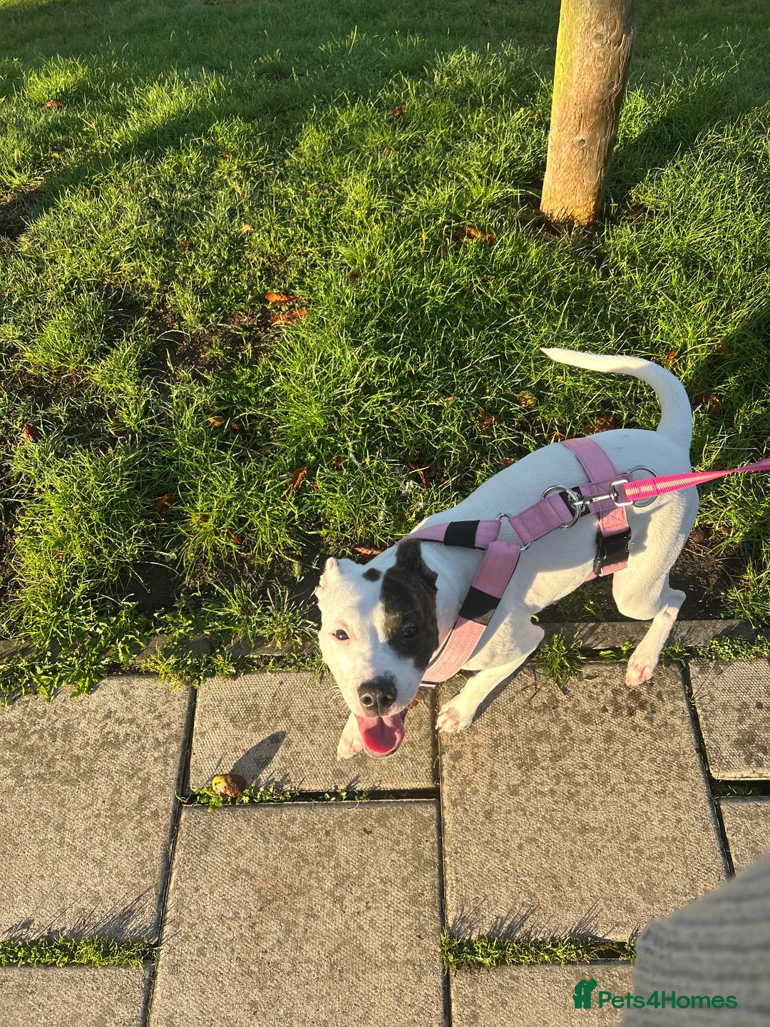 Mixed Breed dogs for sale: Daisy  - Advert 7