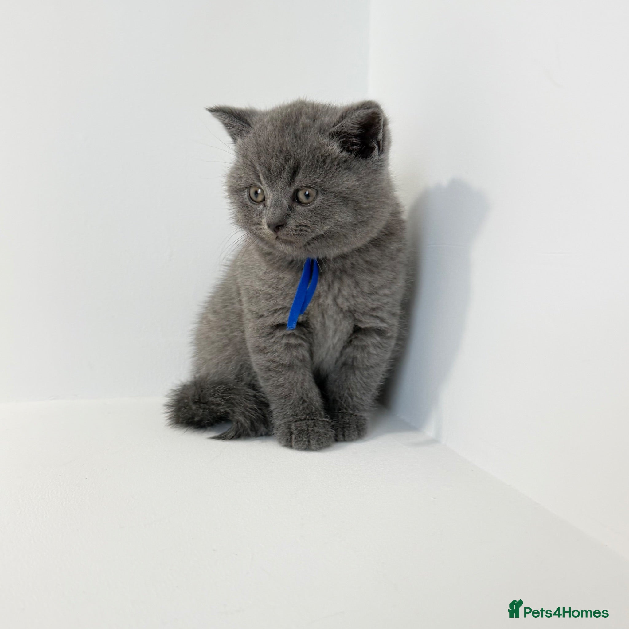 British Shorthair cats GCCF British short hair boy  - Advert 2